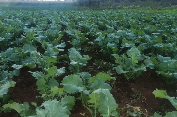 Kale
