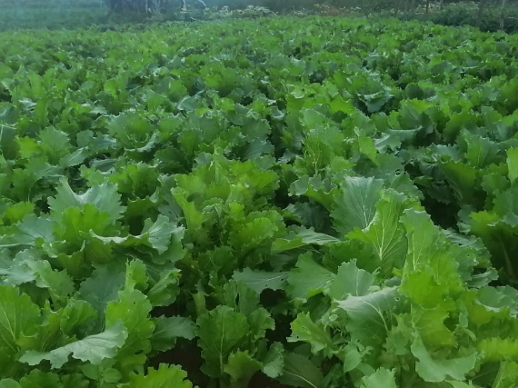 Spinach
